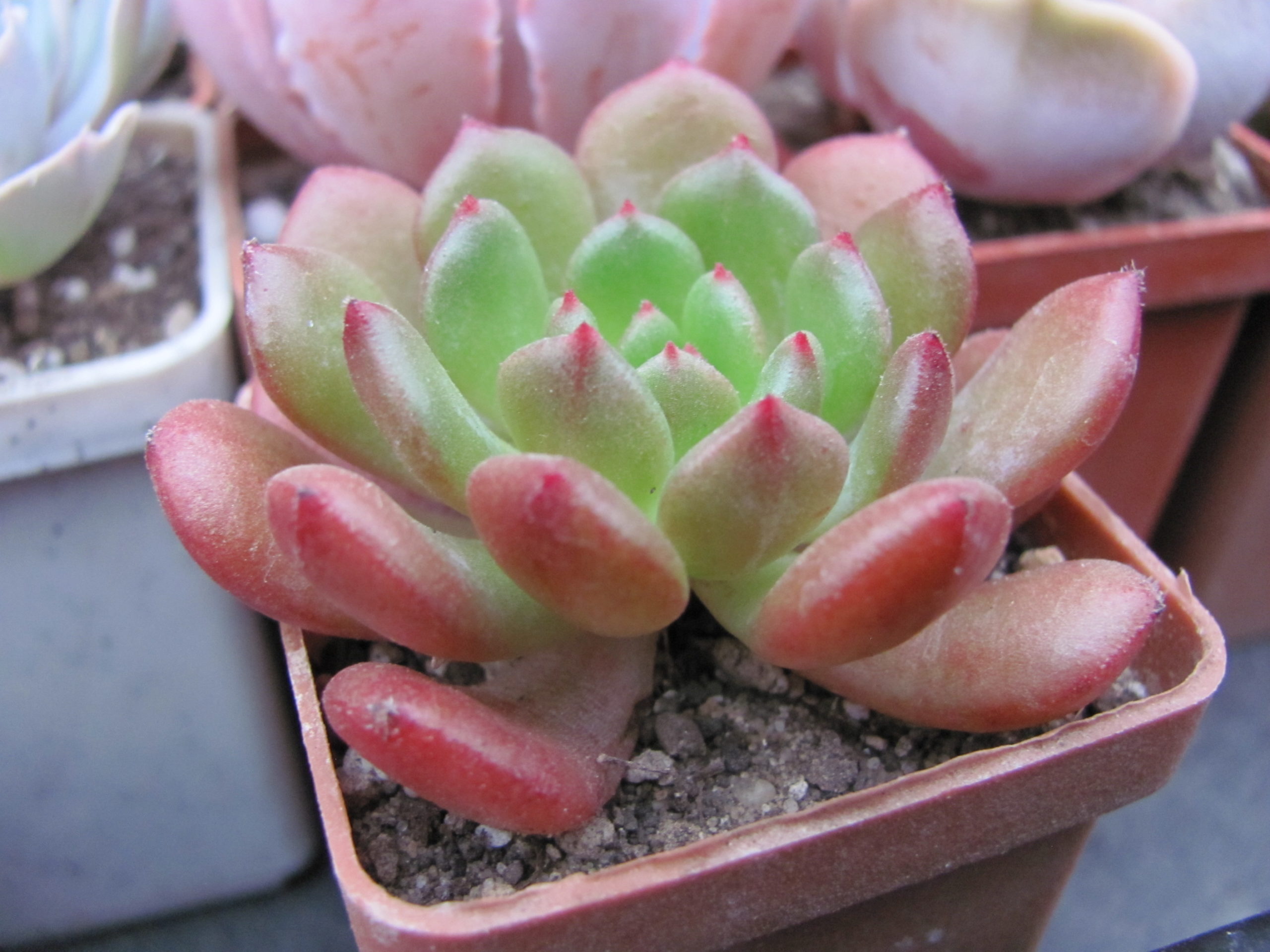 Echeveria   *Fantasia Carol*