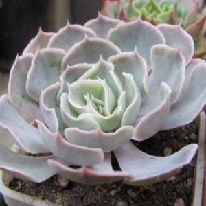 Echeveria shaviana