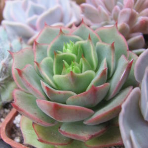 Echeveria ramillete