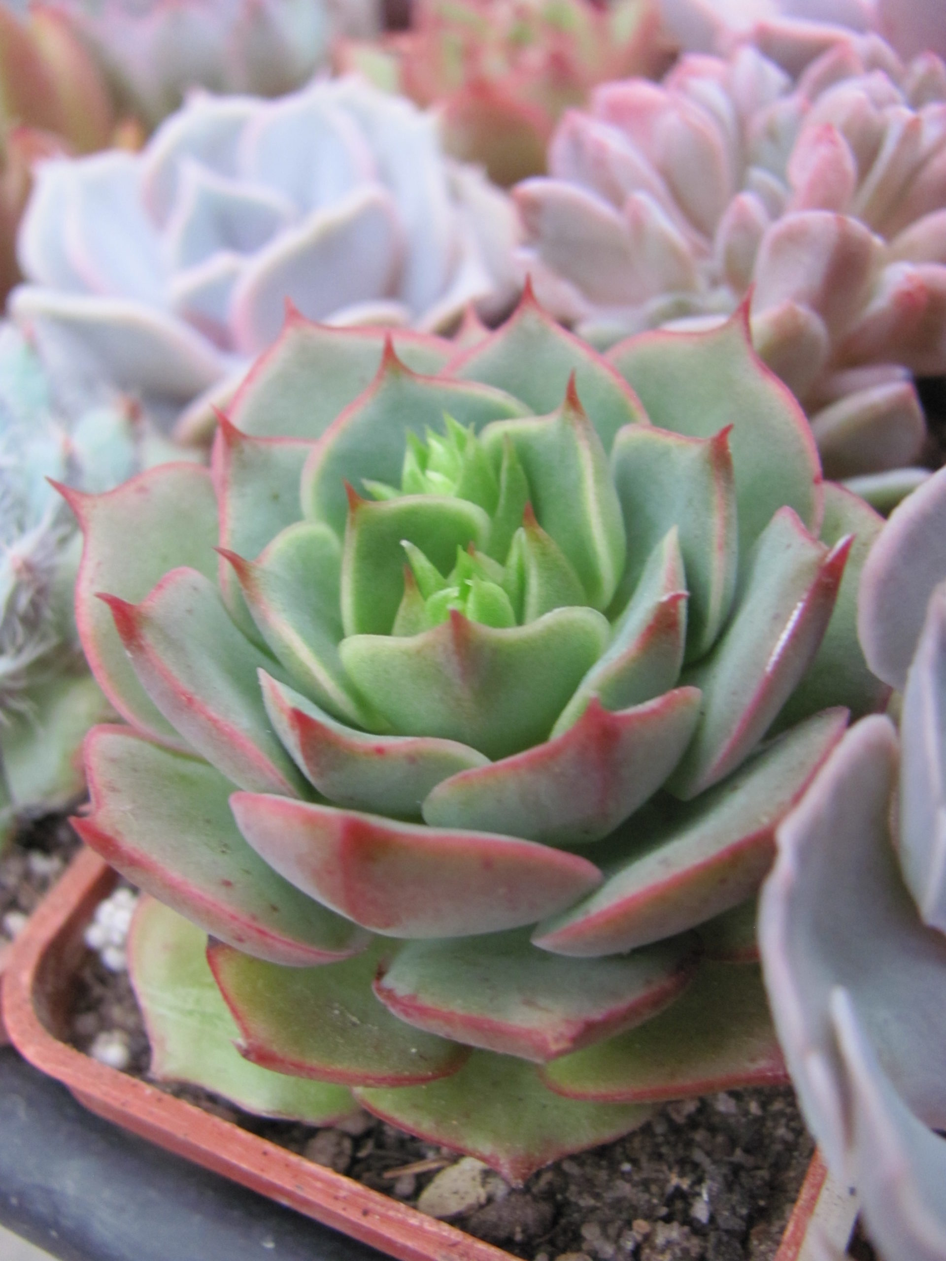 Echeveria ramillete