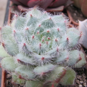 Echeveria deminuta