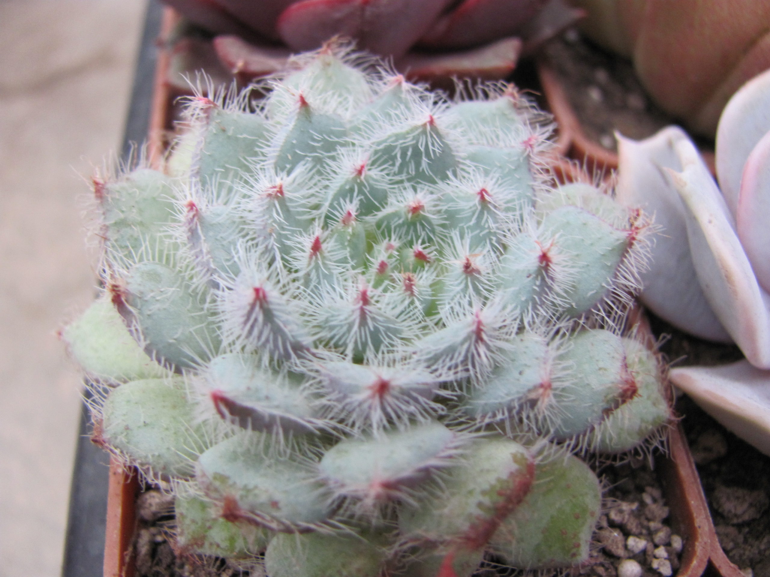 Echeveria deminuta