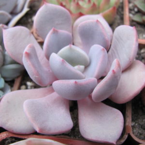 Echeveria Debbie