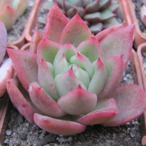 Echeveria  hybr.