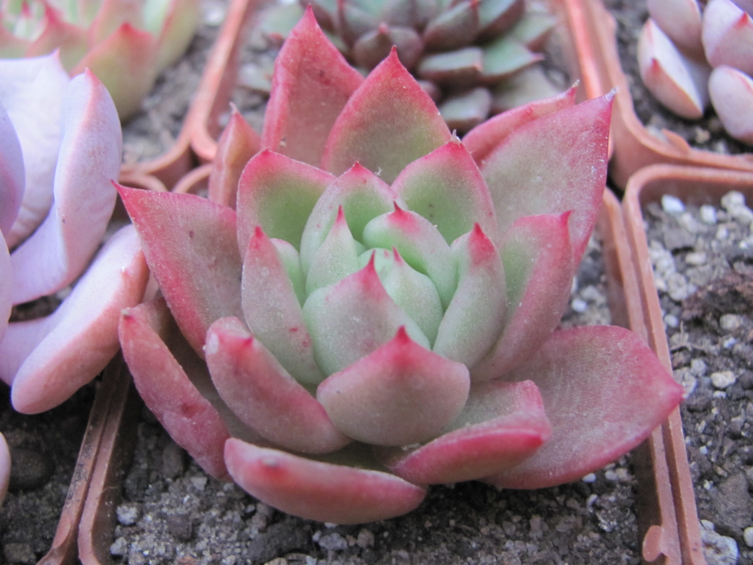 Echeveria  hybr.