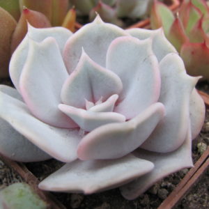 Echeveria lilacina Rosea