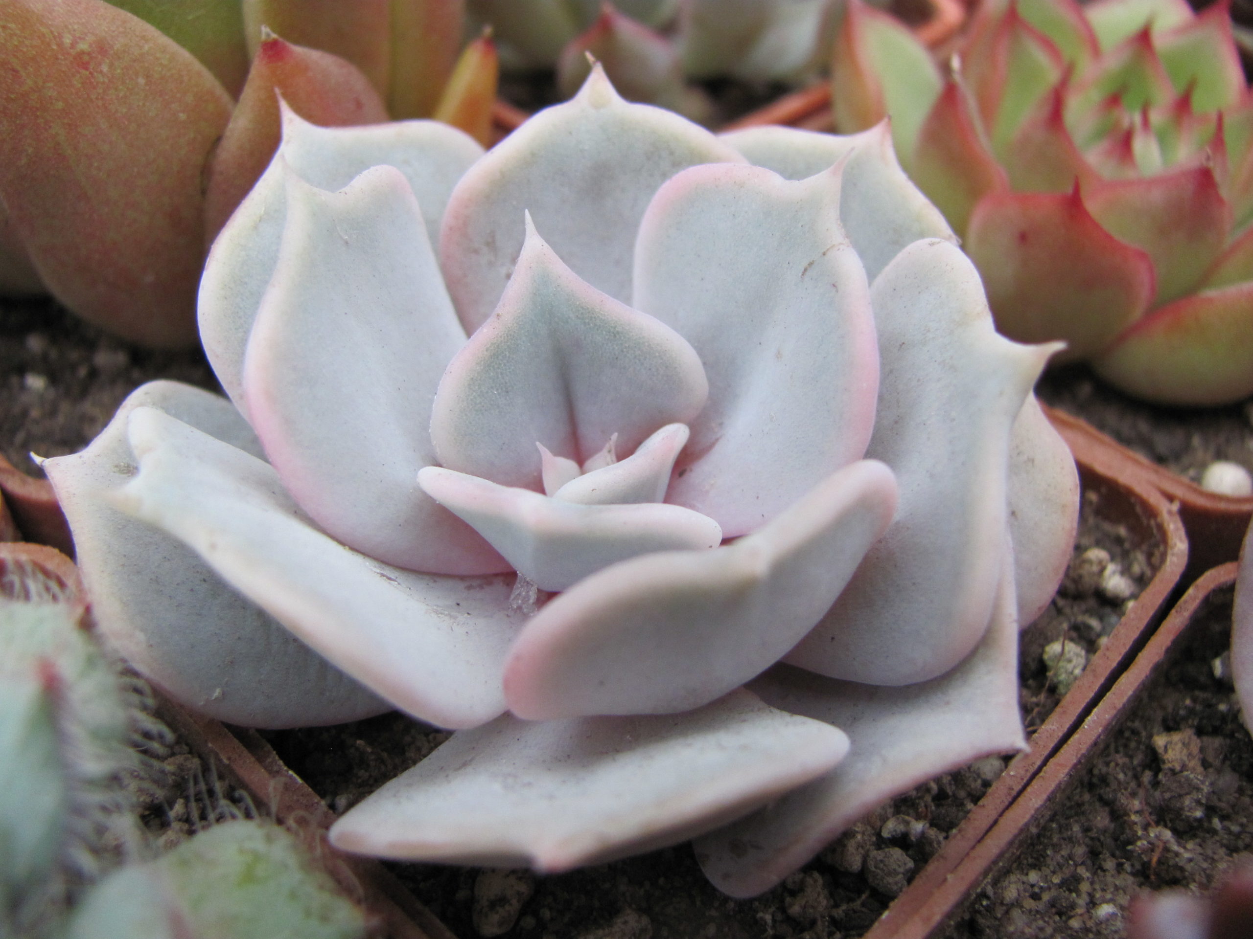Echeveria lilacina Rosea