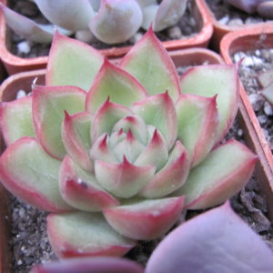 Echeveria  sp.