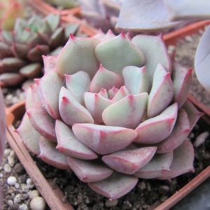 Echeveria  Panda Face