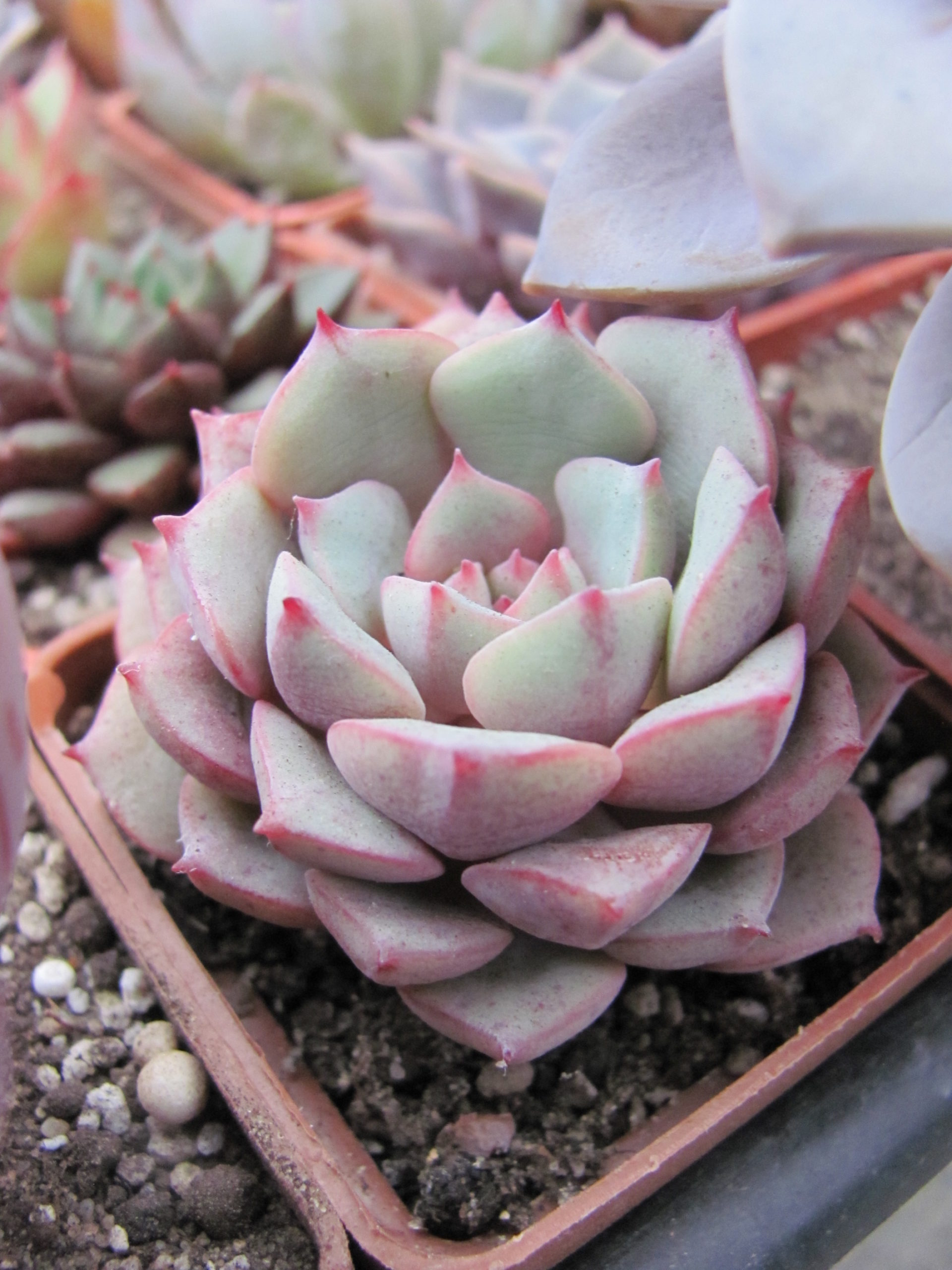 Echeveria  Panda Face