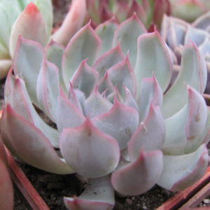 Echeveria Orion