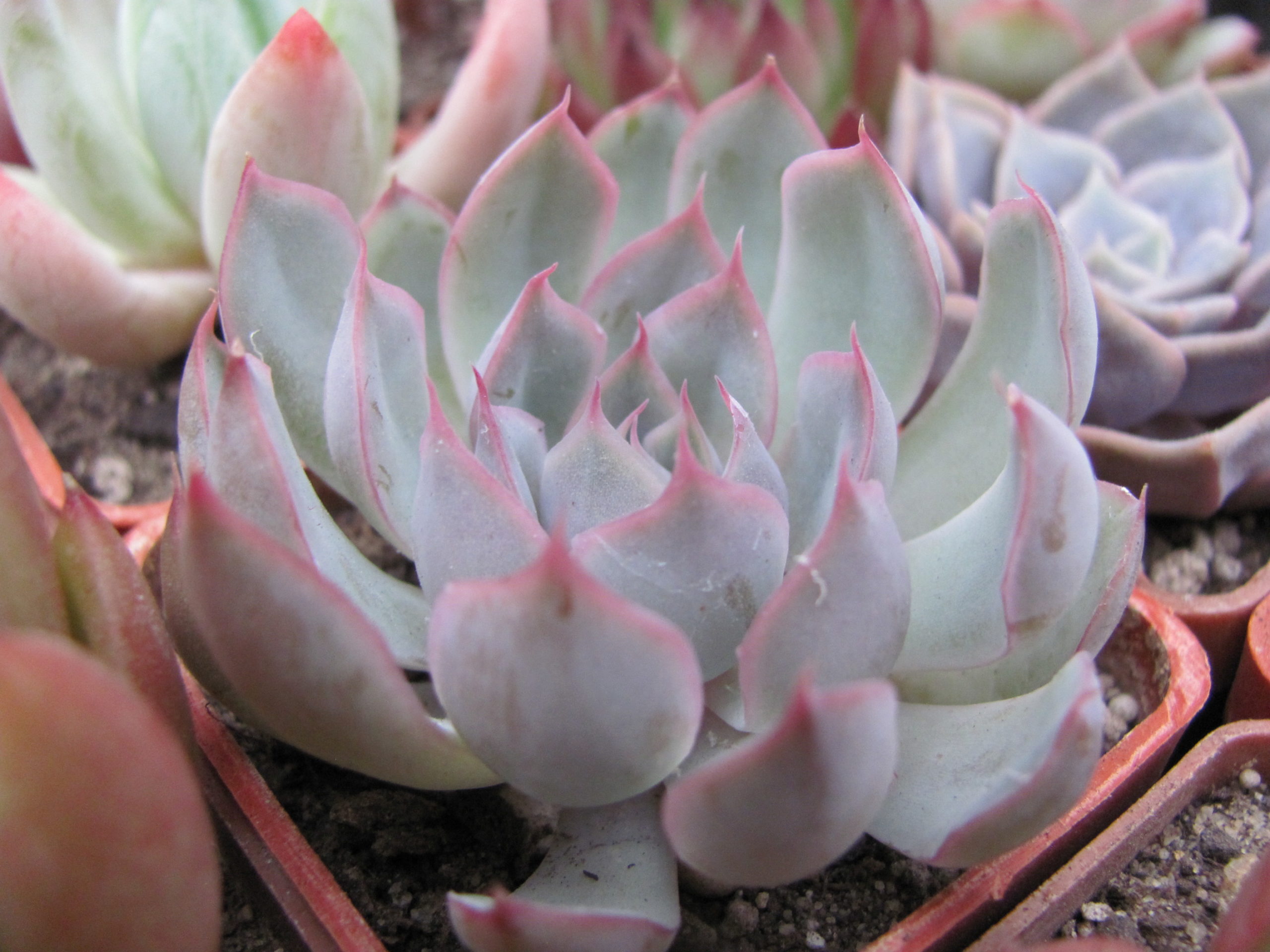 Echeveria Orion