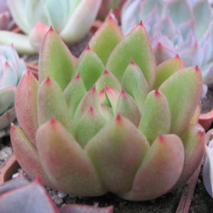 Echeveria Frank Reinelt