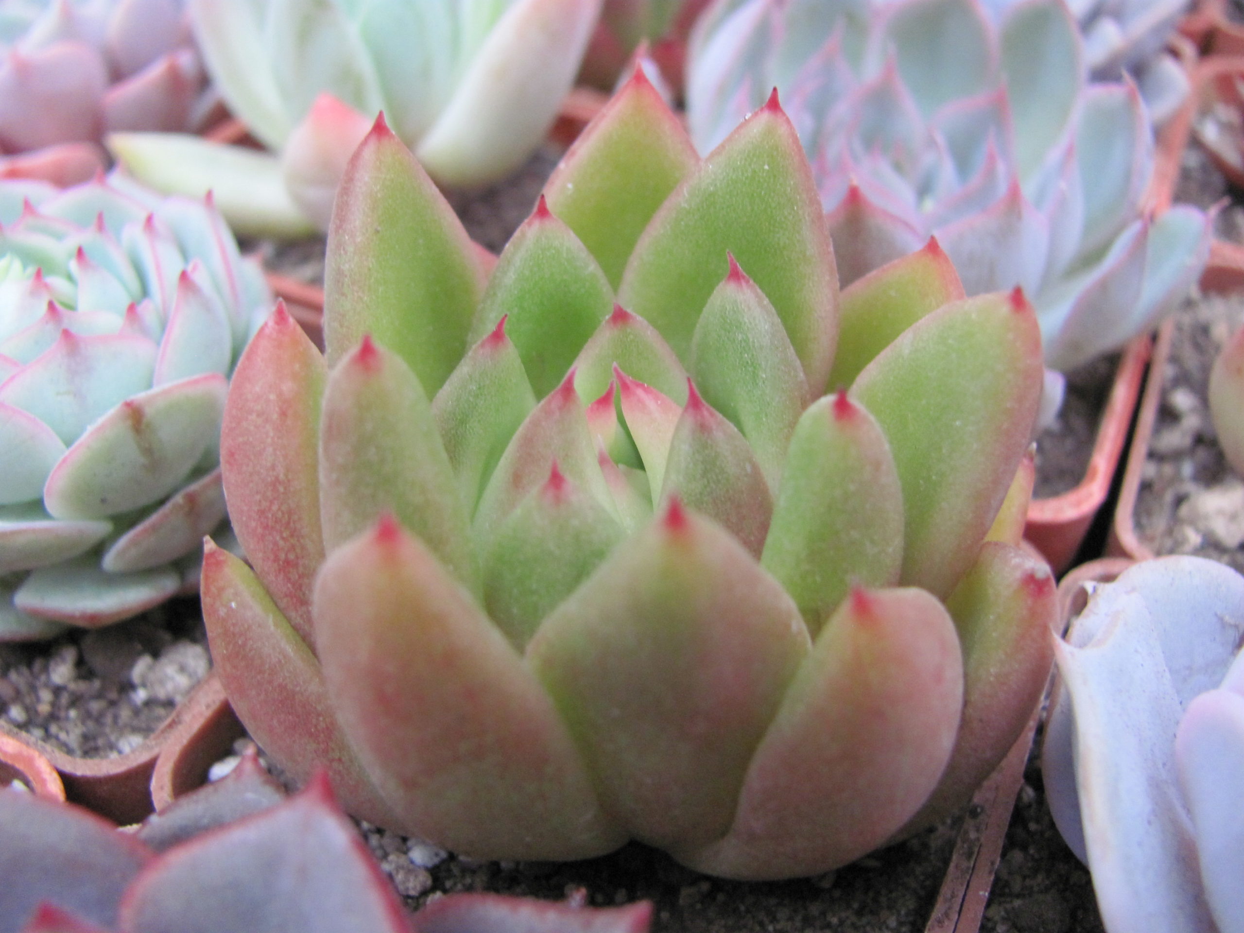 Echeveria Frank Reinelt
