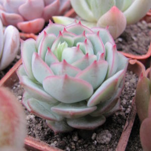 Echeveria  derenbergii