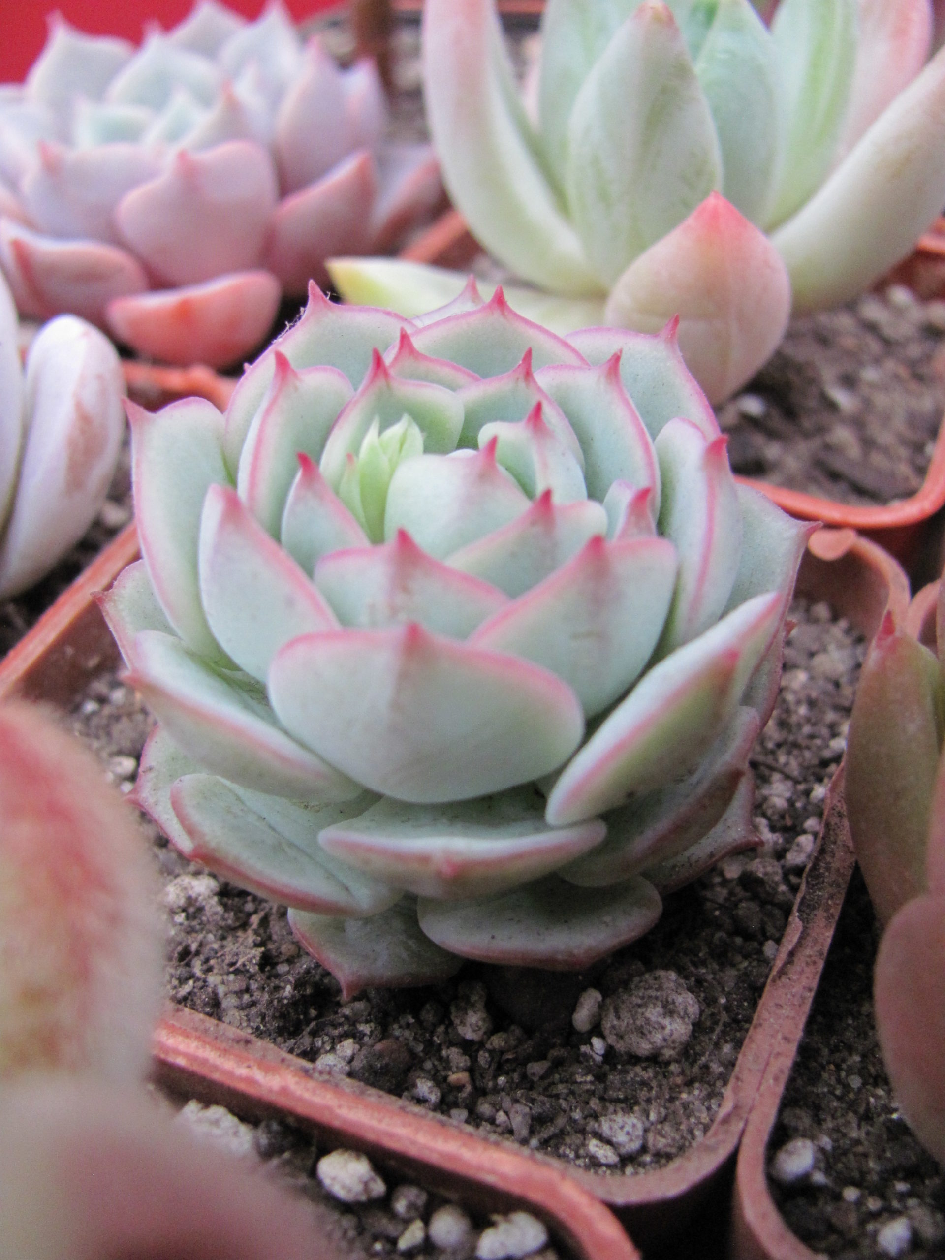 Echeveria  derenbergii