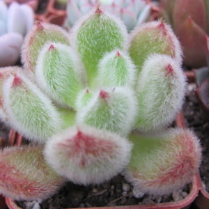 Echeveria   Doris Taylor