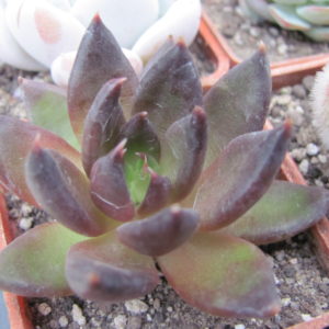 Echeveria  Black Prince