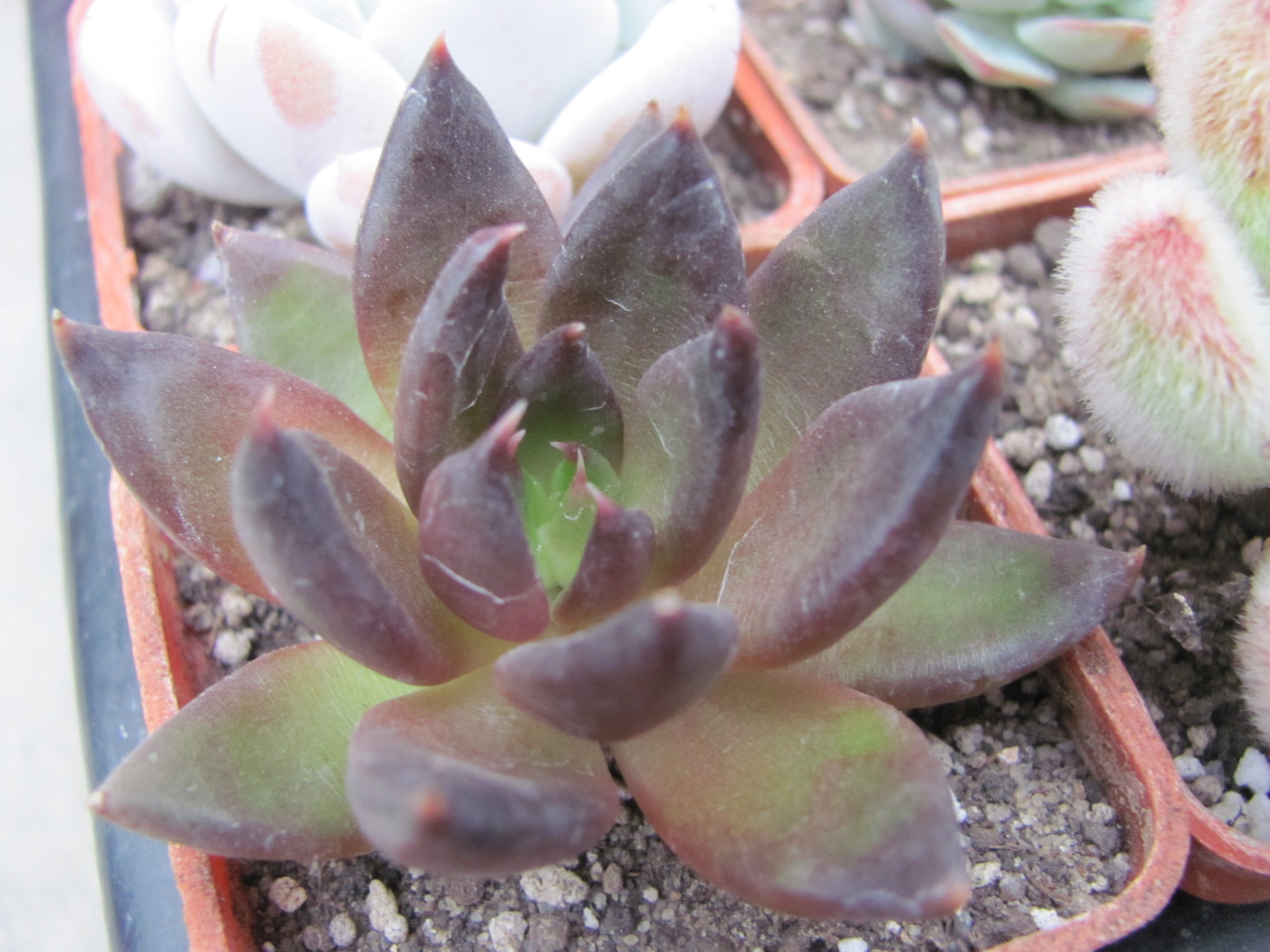 Echeveria  Black Prince