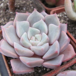 Echeveria   hybr.   #29