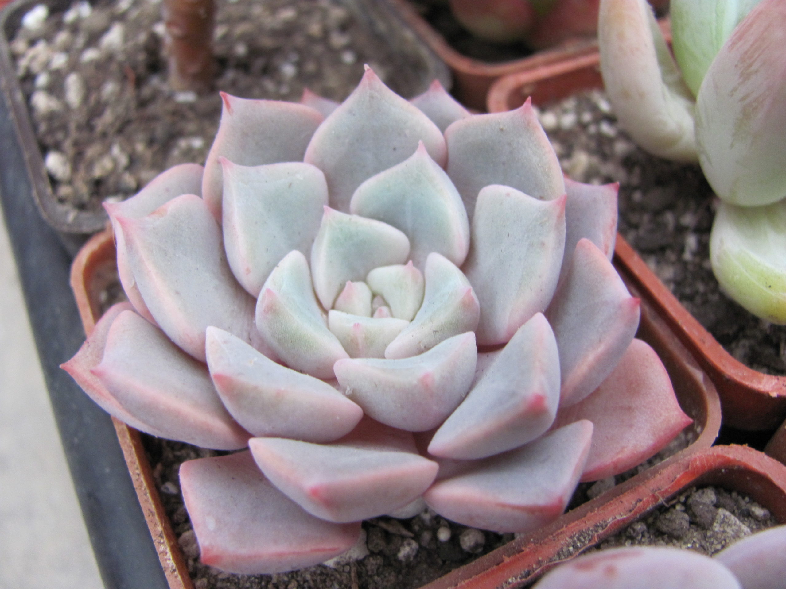 Echeveria   hybr.   #29
