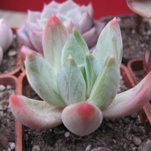 Echeveria  hookeri