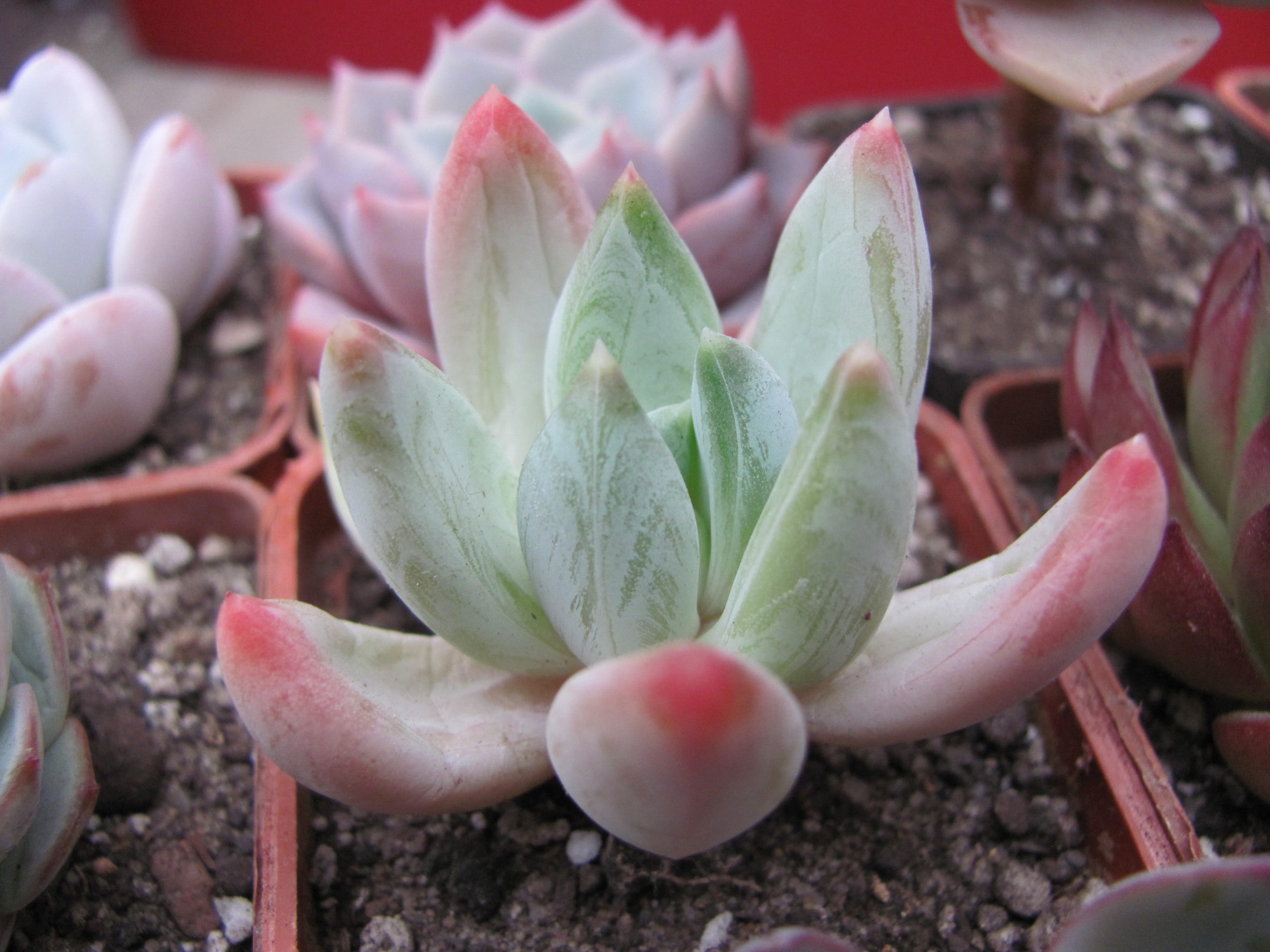 Echeveria  hookeri