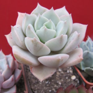 Echeveria titubans