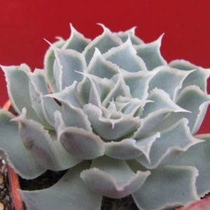 Echeveria  Laguna Sanchez