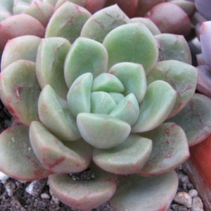 Echeveria  *Jelly Jem*  hybr.