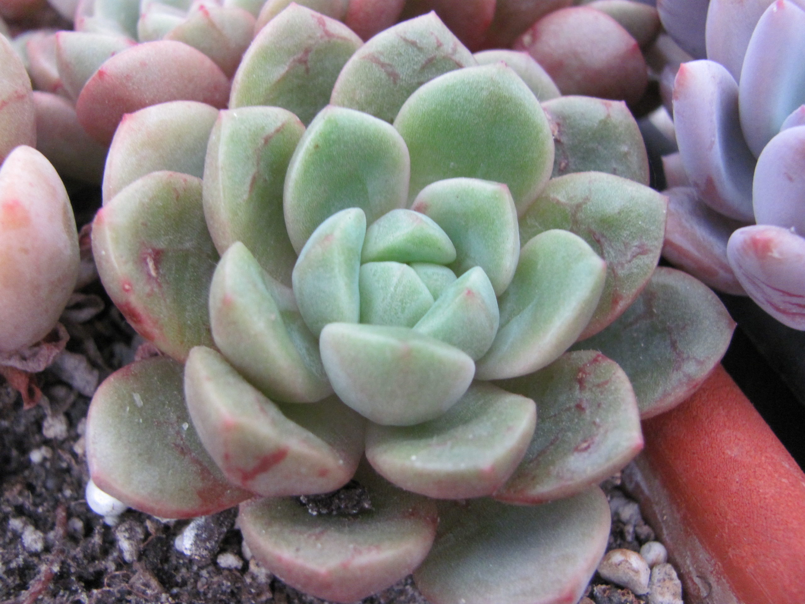 Echeveria  *Jelly Jem*  hybr.