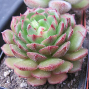 Echeveria Derosa