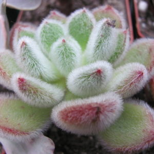 Echeveria  Doris Taylor