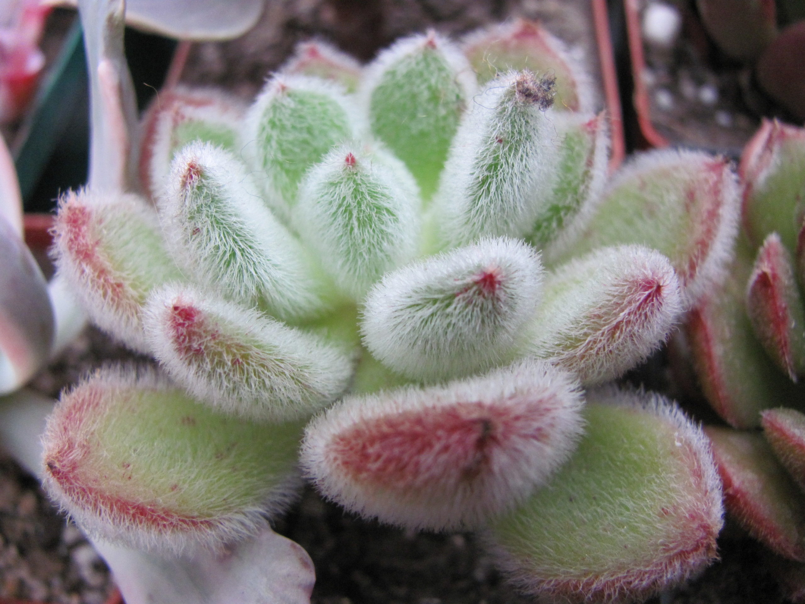 Echeveria  Doris Taylor