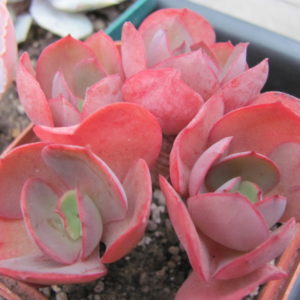 Echeveria Suyon