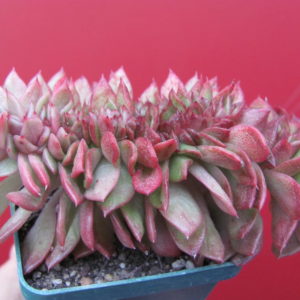 Echeveria   Gilva   cristata