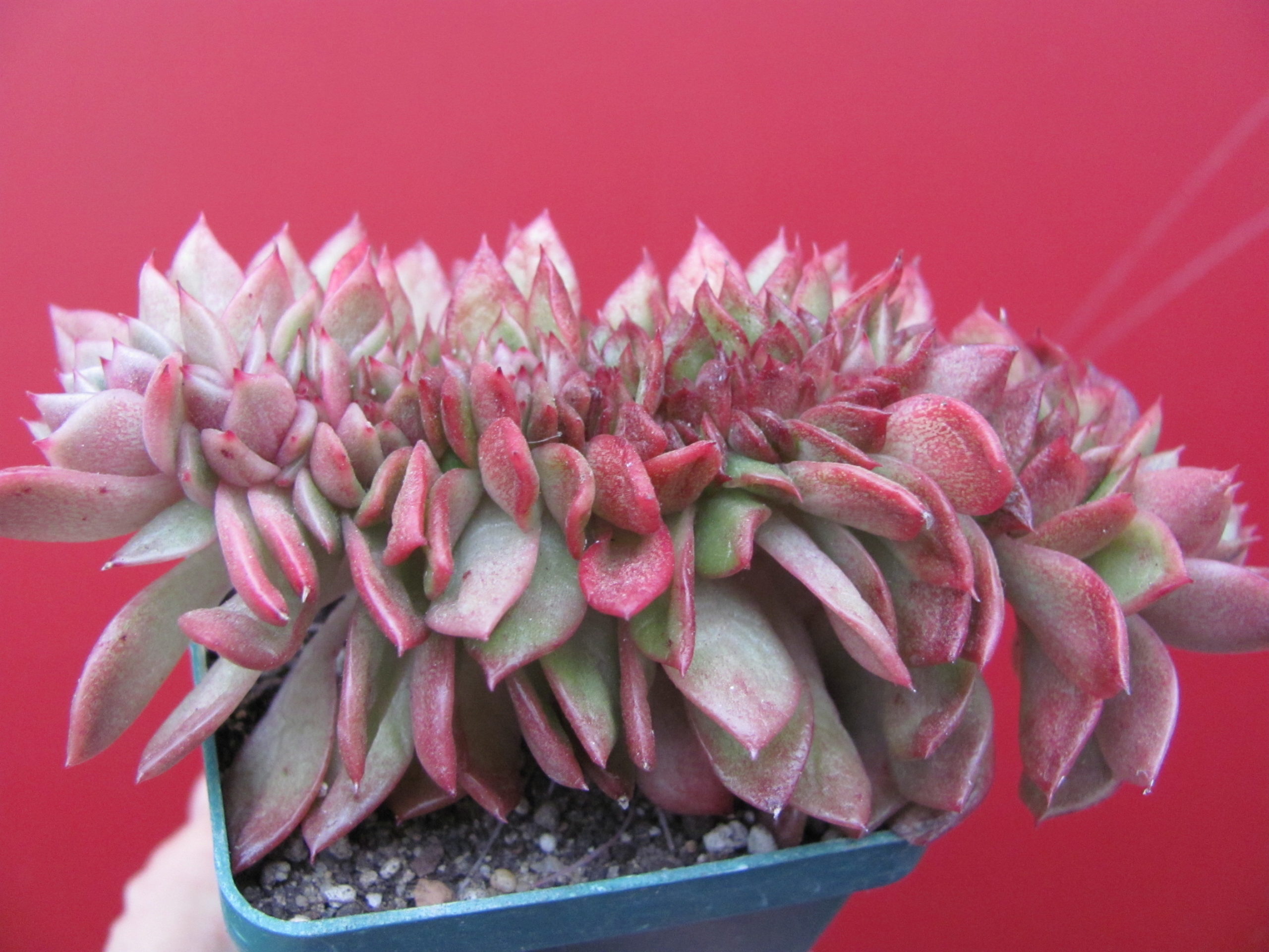 Echeveria   Gilva   cristata