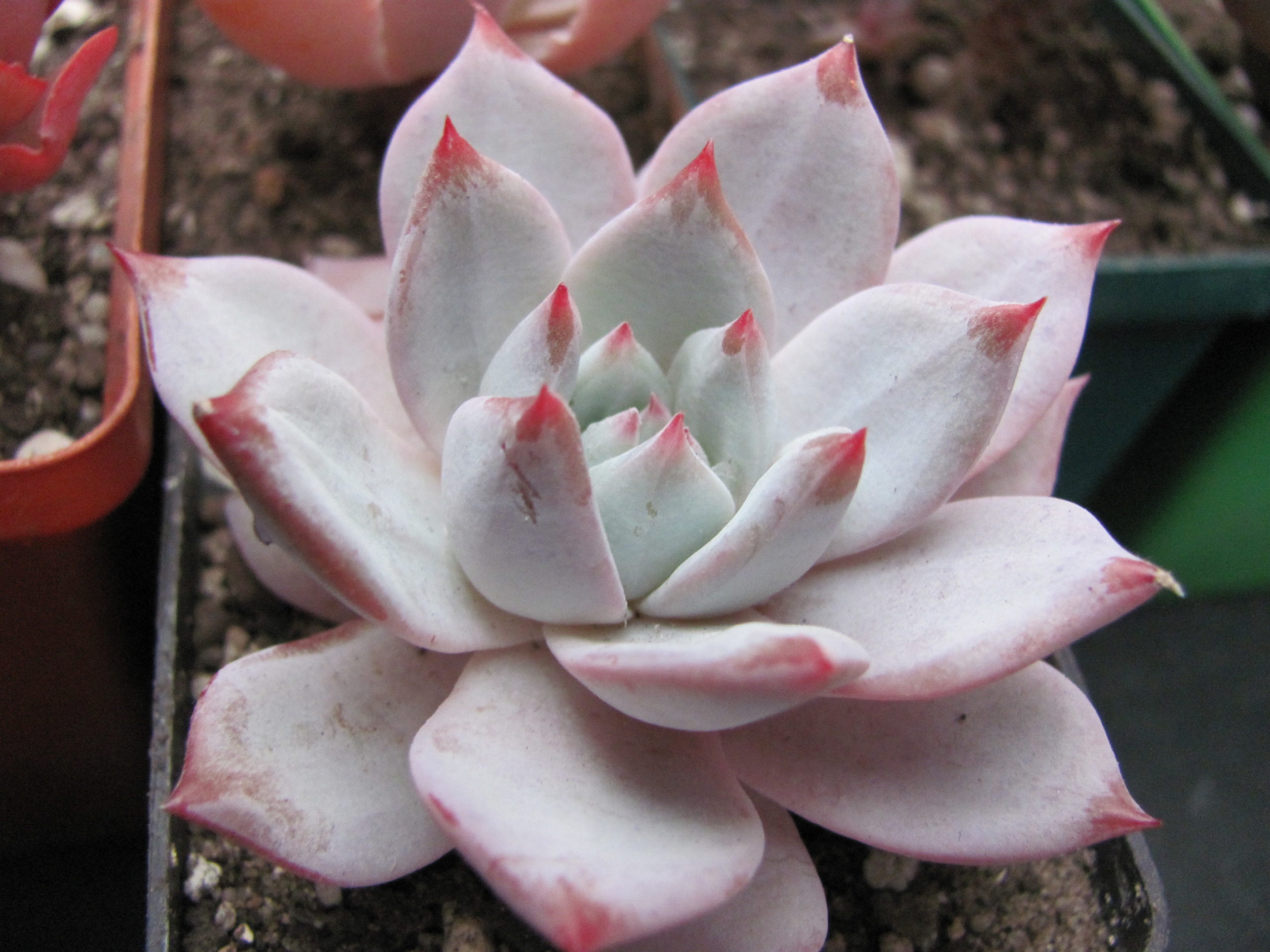 Echeveria   Blue Bird