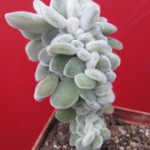 Echeveria   Frosty cristata