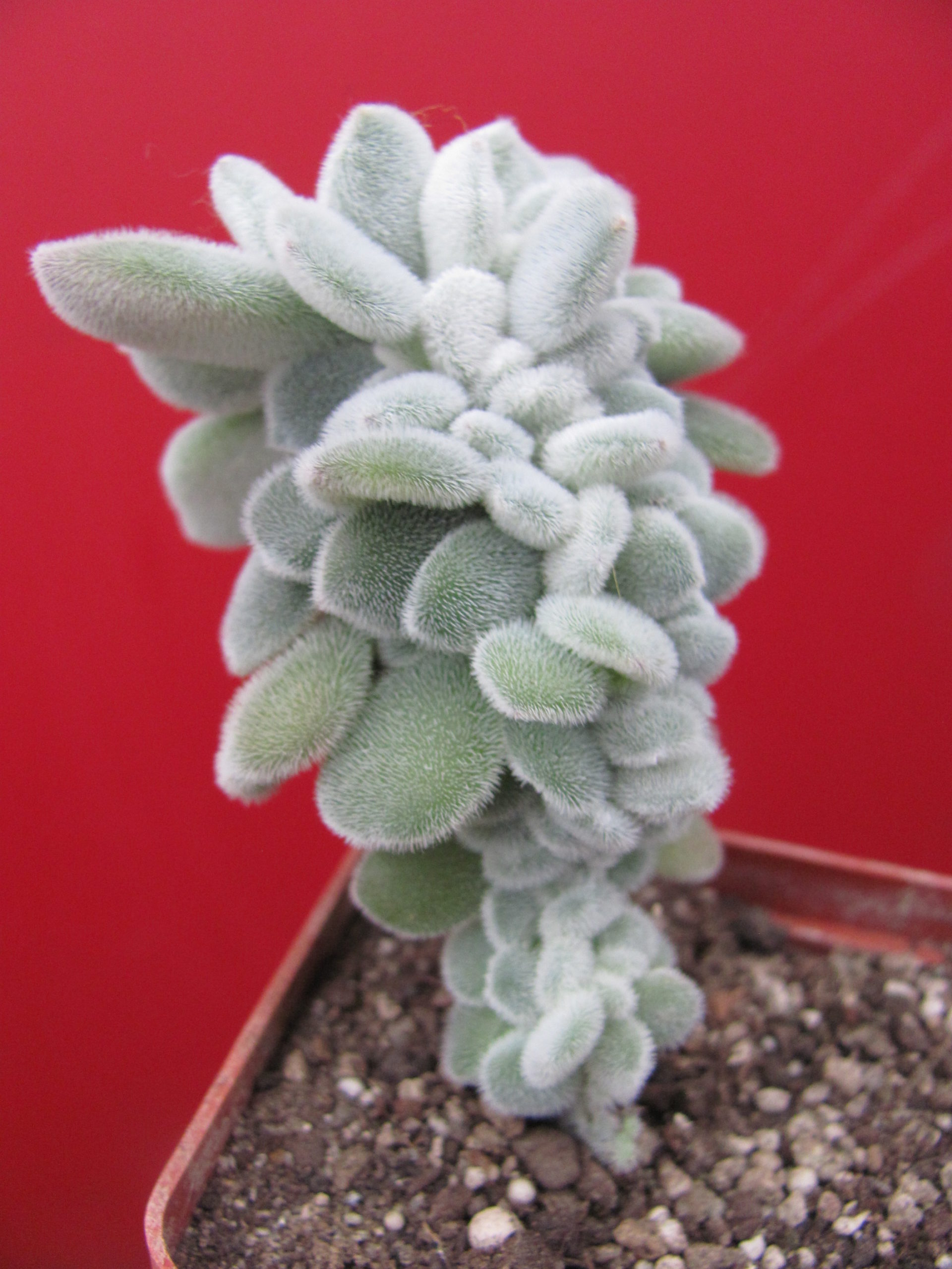 Echeveria   Frosty cristata