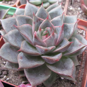 Echeveria  Moranii hybr.