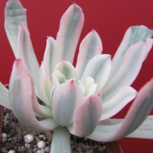 Echeveria  hoveyi    variegata