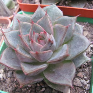Echeveria  Moranii  hybr.