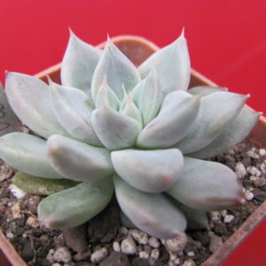 Echeveria  *Star Valley*