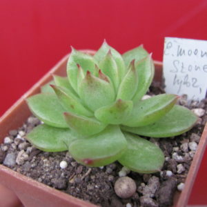 Echeveria  *Moon Stone*  hybr.