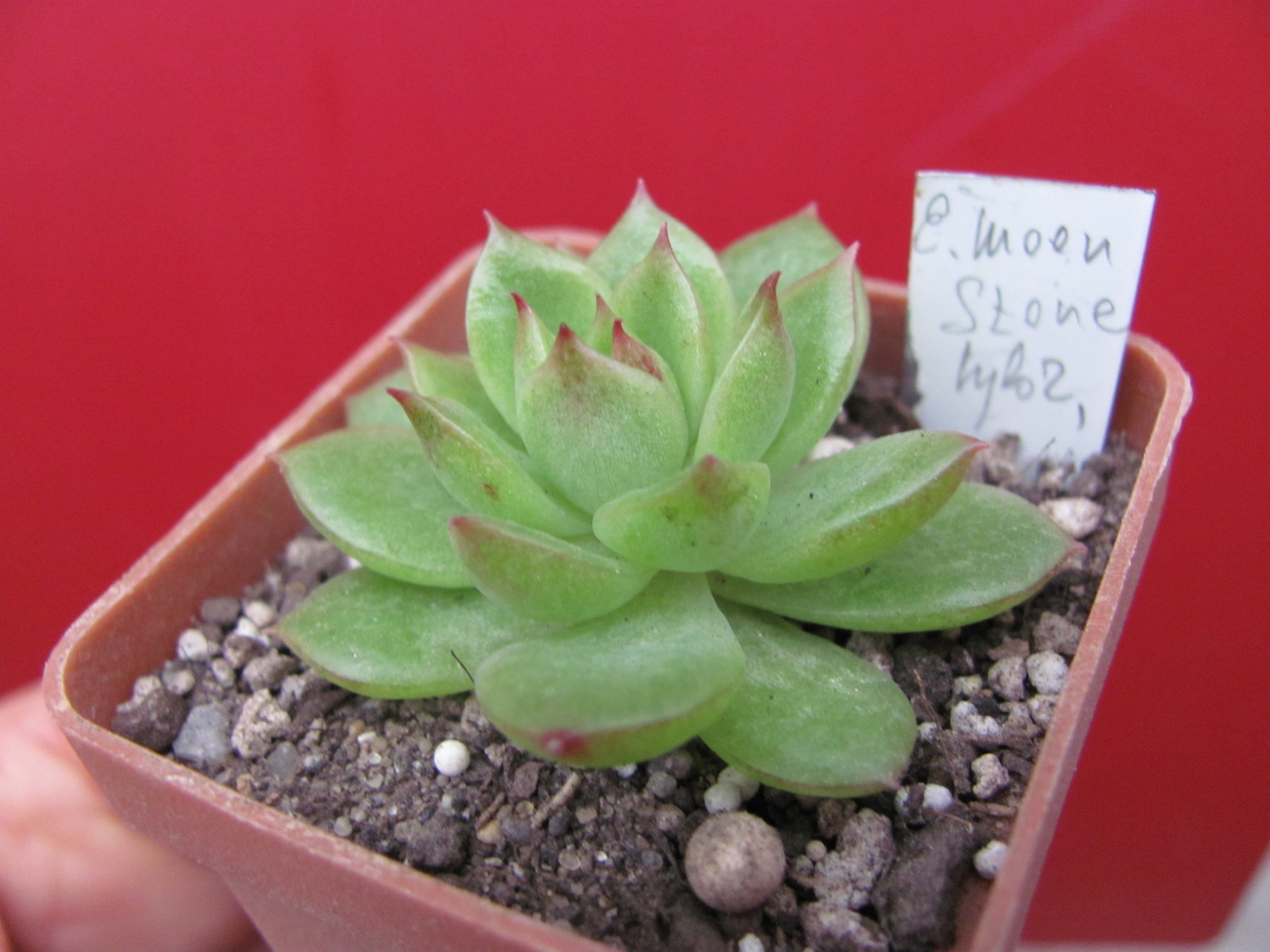 Echeveria  *Moon Stone*  hybr.