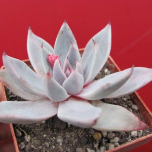 Echeveria  cuspidata  *Menchaca*