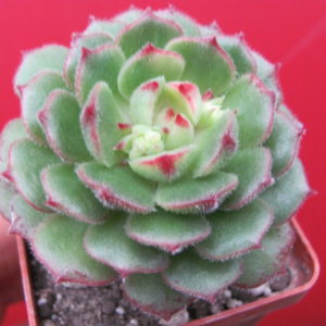 Echeveria Derosa