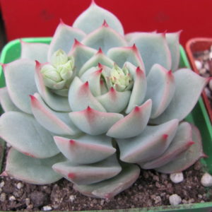 Echeveria  chihuahuensis    Ruby Blush  hybr.
