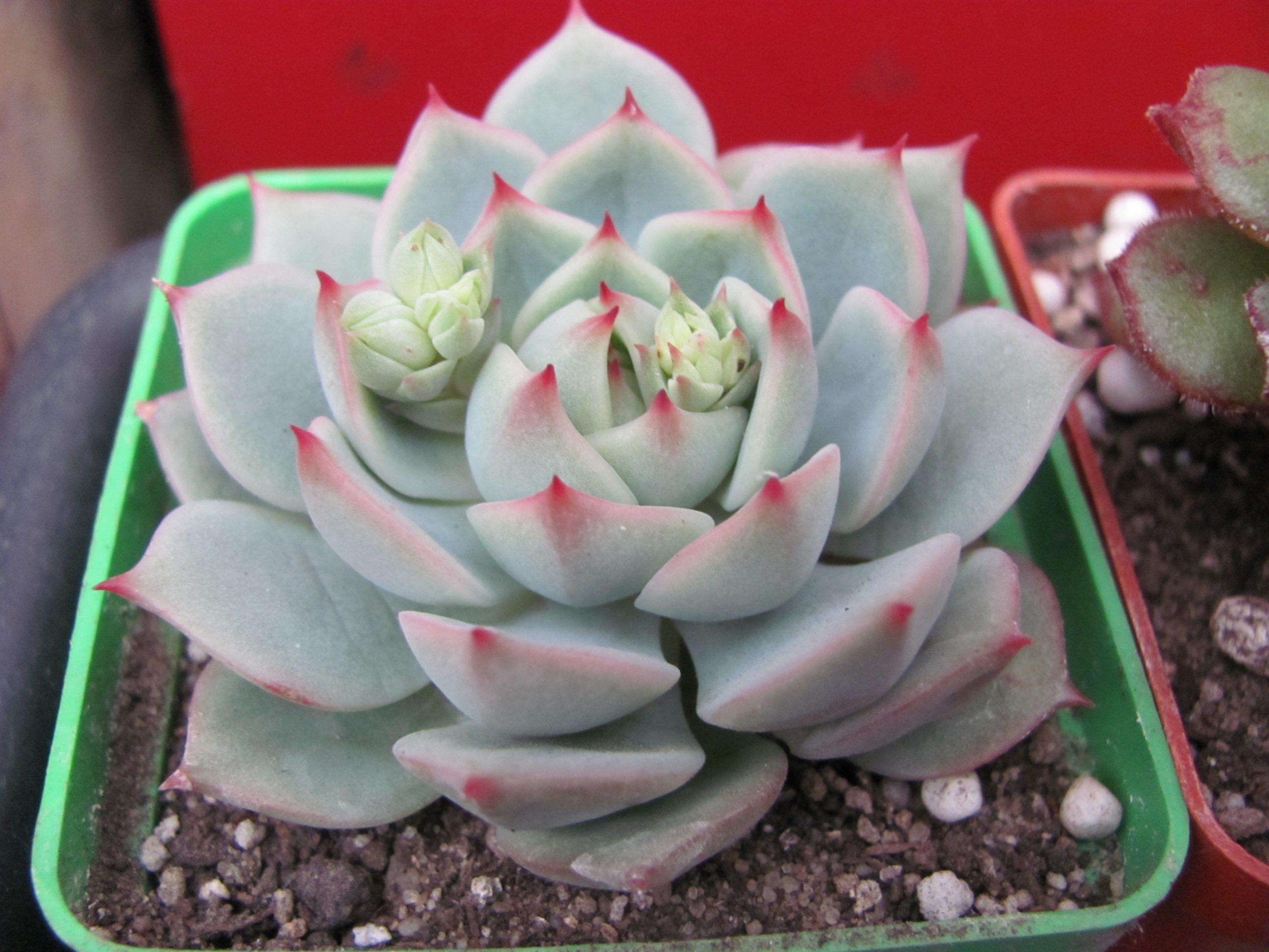 Echeveria  chihuahuensis    Ruby Blush  hybr.